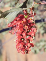 Grevillea wickhamii