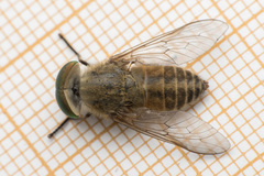 Tabanus tergestinus