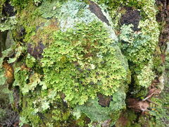Pseudocyphellaria physciospora