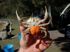 Ovalipes australiensis