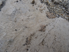 Formicidae
