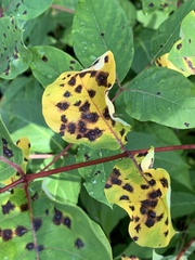 Diplocarpon