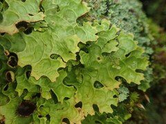 Pseudocyphellaria physciospora