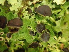 Pseudocyphellaria physciospora