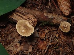 Lentinus substrictus