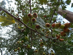 Crataegus monogyna