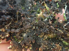 Pseudocyphellaria physciospora
