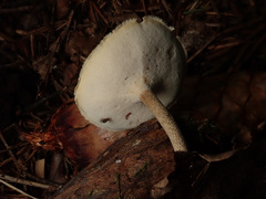 Lentinus substrictus
