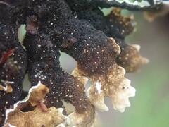 Pseudocyphellaria physciospora