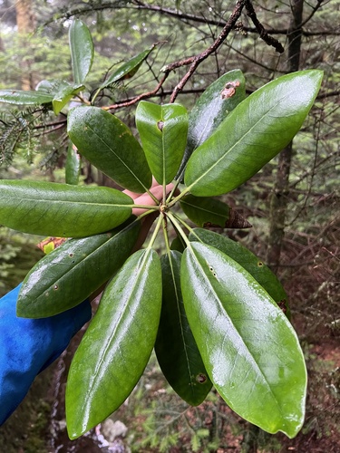 Rhododendron catawbiense