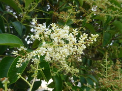 Ligustrum lucidum