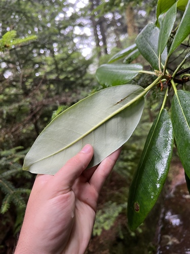 Rhododendron catawbiense