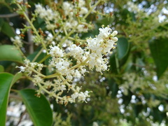 Ligustrum lucidum