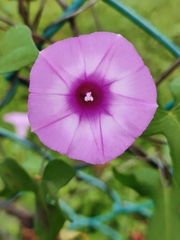 Ipomoea trifida