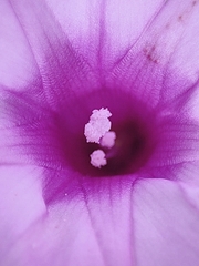 Ipomoea trifida