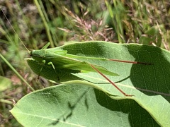 Scudderia curvicauda