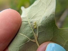 Callirhytis bipapillata