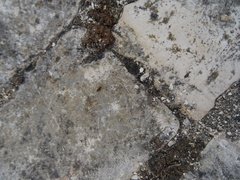 Formicidae