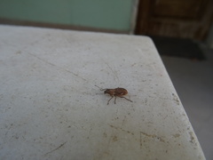 Pantomorus cervinus