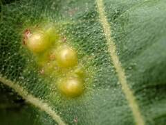 Callirhytis bipapillata