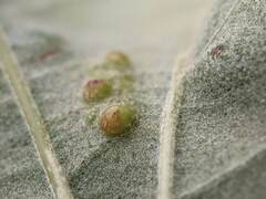 Callirhytis bipapillata