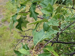 Callirhytis bipapillata