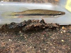 Fundulus olivaceus