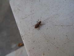 Pantomorus cervinus