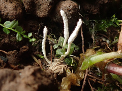 Cordyceps farinosa