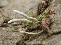 Cordyceps farinosa