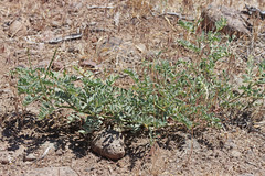 Astragalus curvicarpus curvicarpus
