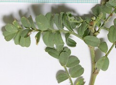 Astragalus curvicarpus curvicarpus