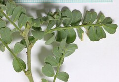 Astragalus curvicarpus curvicarpus