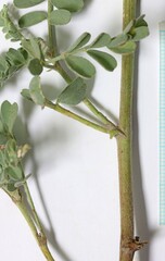 Astragalus curvicarpus curvicarpus