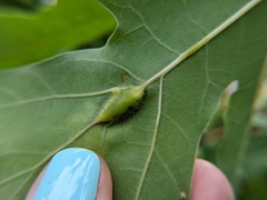Callirhytis pigra