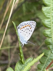 Plebejus samuelis