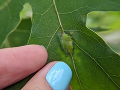 Callirhytis pigra