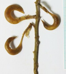 Astragalus curvicarpus curvicarpus