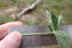 Lupinus caudatus caudatus
