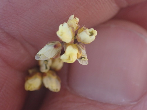 Image of Draba oligosperma by no rights reserved