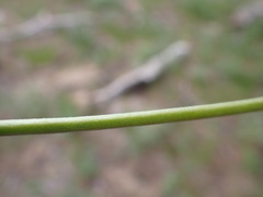 Lupinus caudatus caudatus