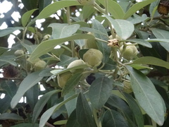 Lagunaria