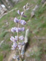 Lupinus caudatus caudatus