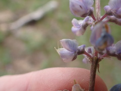 Lupinus caudatus caudatus