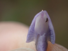 Lupinus caudatus caudatus