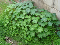 Ricinus communis