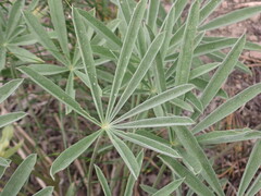 Lupinus caudatus caudatus