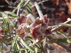 Pandorea doratoxylon