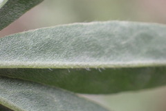 Lupinus caudatus caudatus