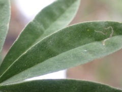 Lupinus caudatus caudatus